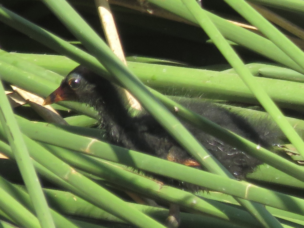 Common Gallinule - ML620389172