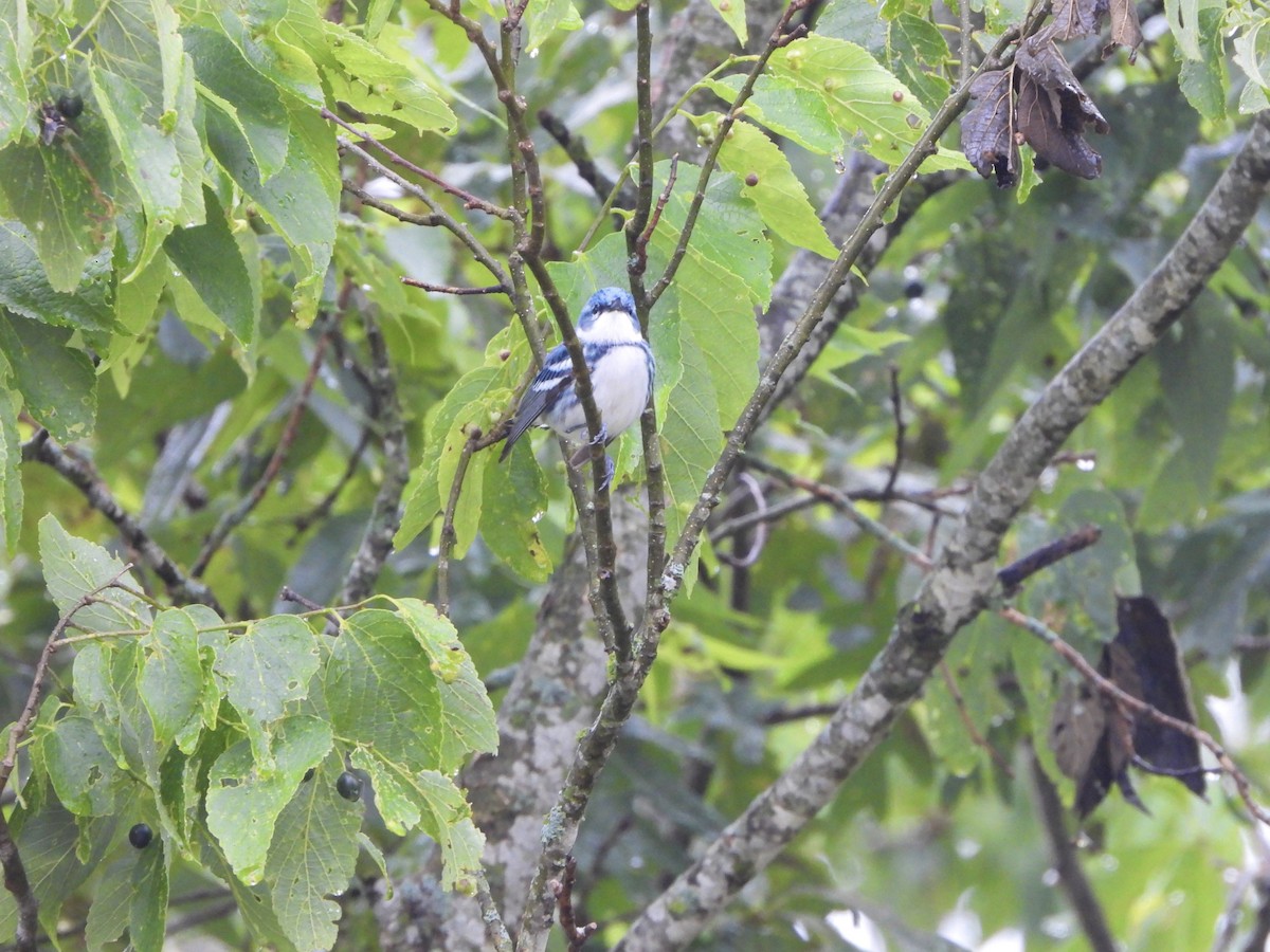 Cerulean Warbler - ML620389173