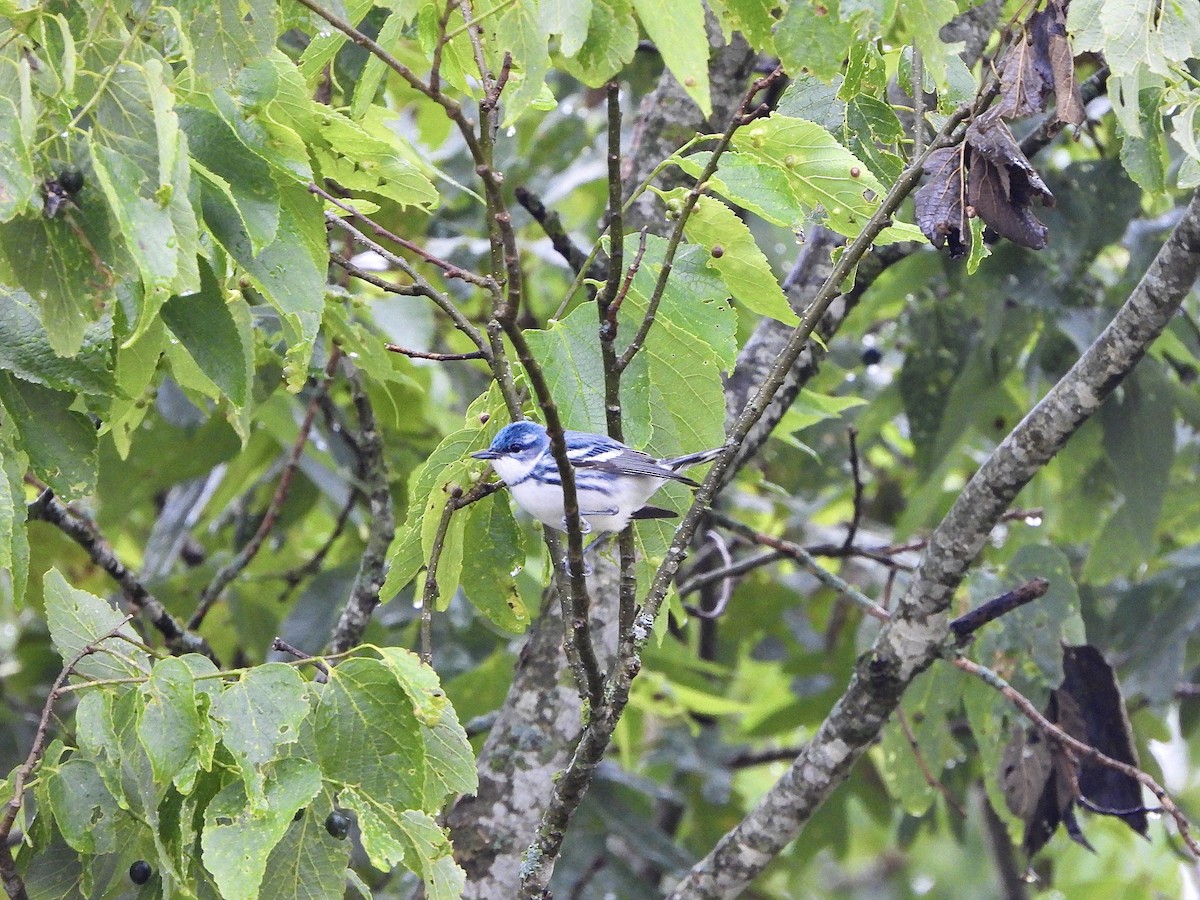 Cerulean Warbler - ML620389174