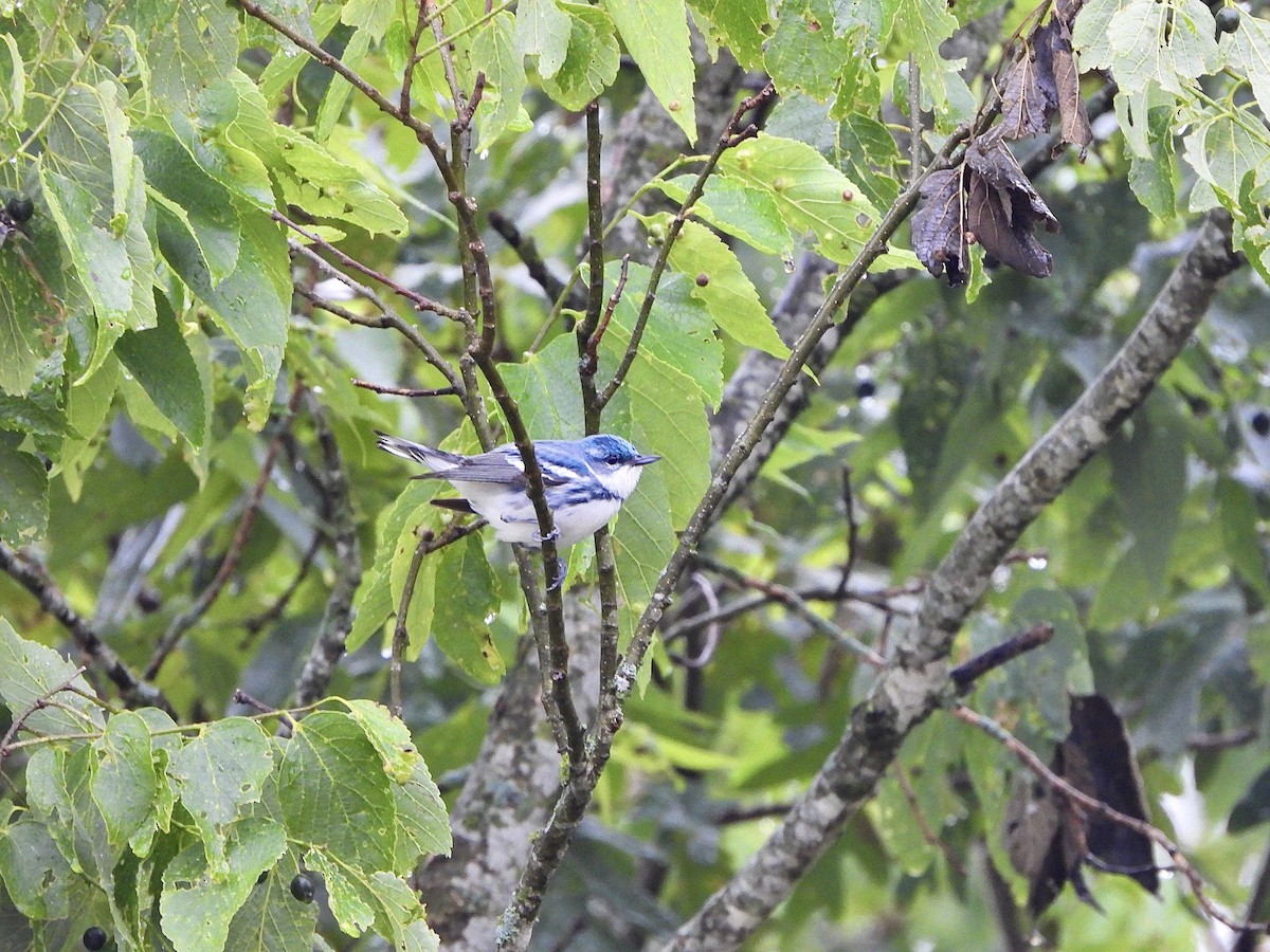 Blauwaldsänger - ML620389175