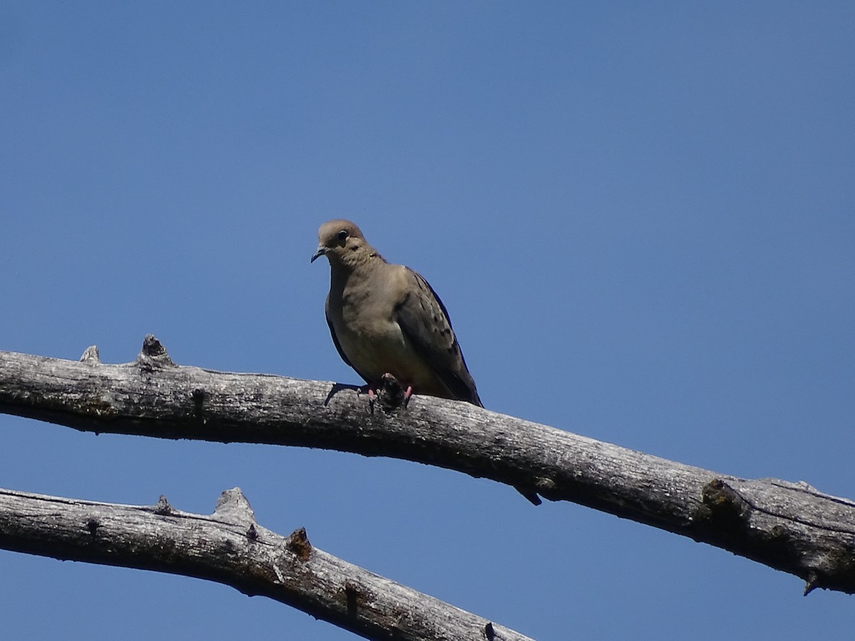 Mourning Dove - ML620389191