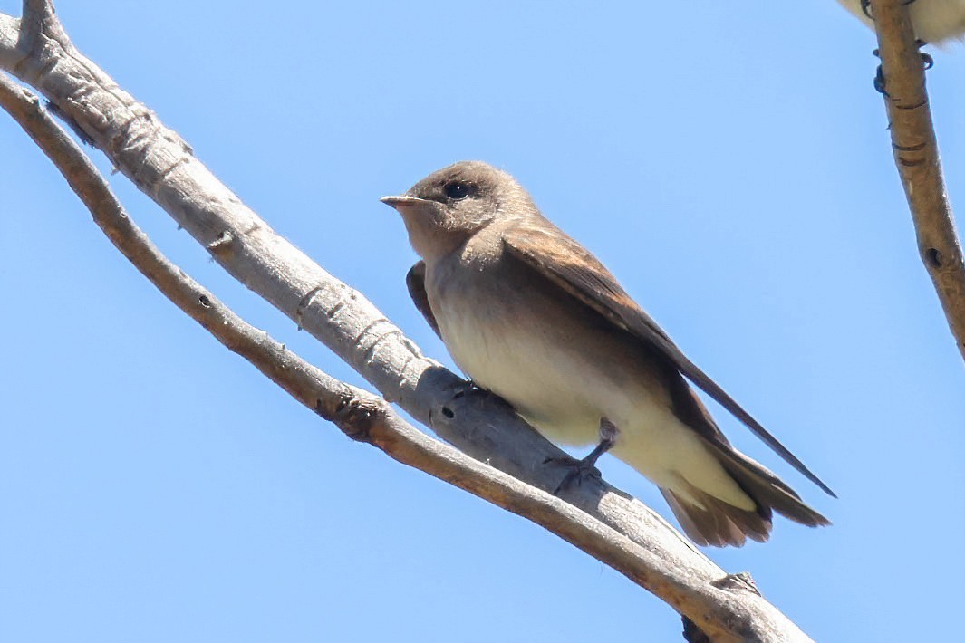 Northern Rough-winged Swallow - ML620389192