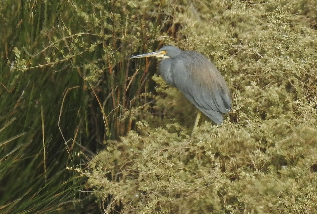 Tricolored Heron - ML620389194