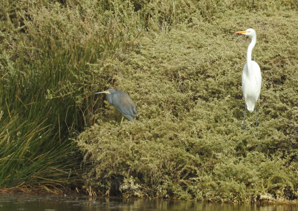 Tricolored Heron - ML620389196