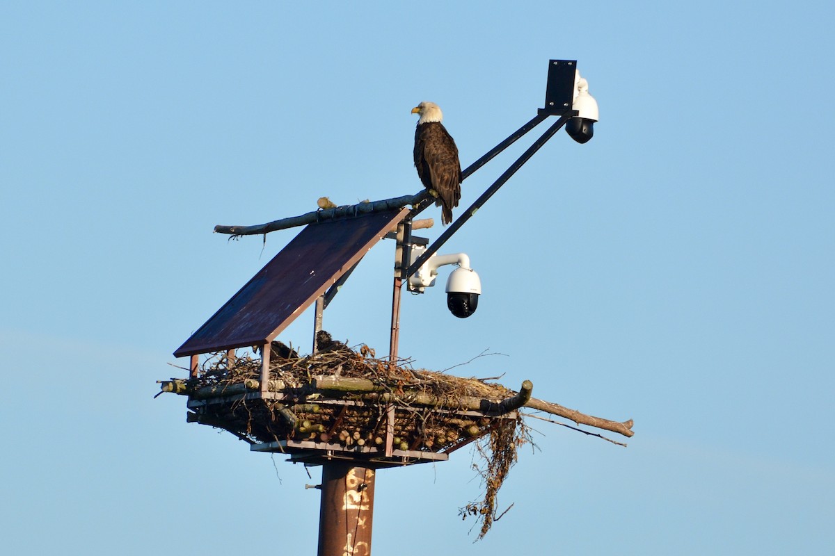 Weißkopf-Seeadler - ML620389198