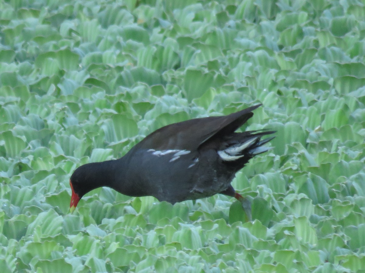 Common Gallinule - ML620389201