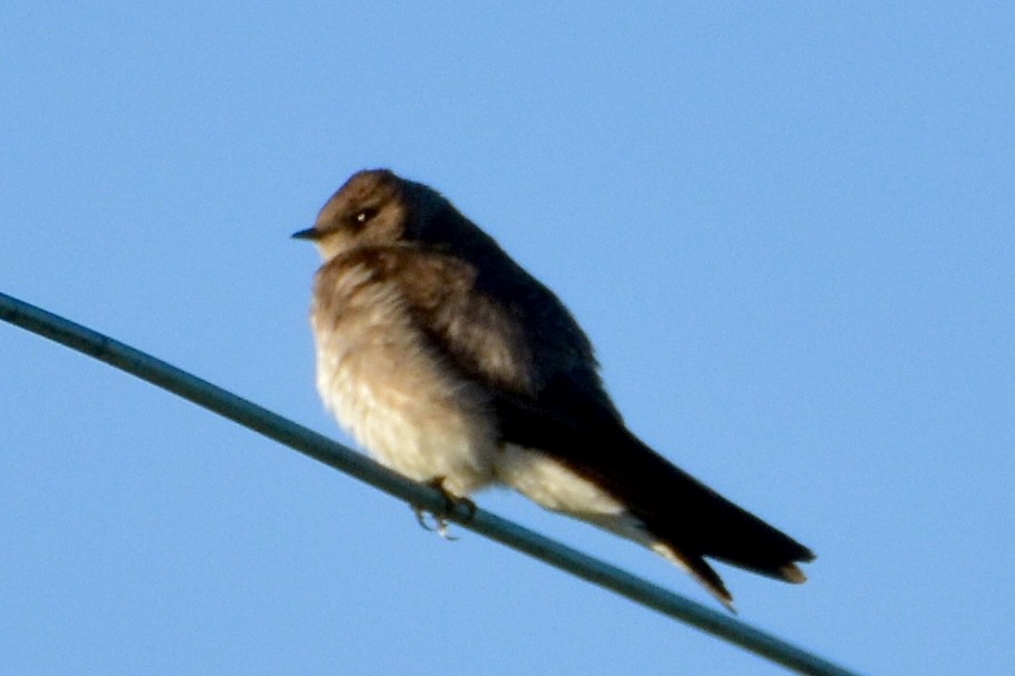 Northern Rough-winged Swallow - ML620389203