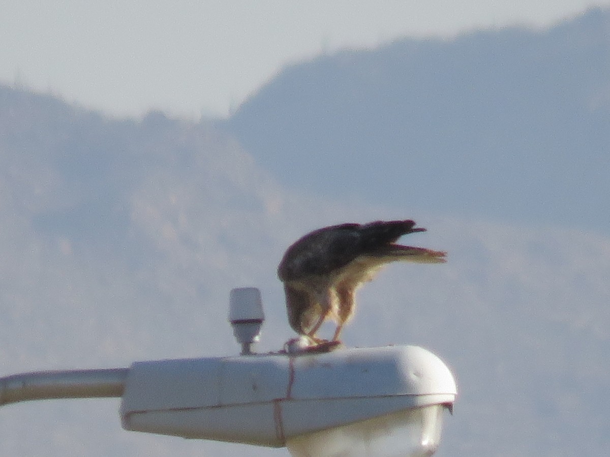 Red-tailed Hawk - ML620389207