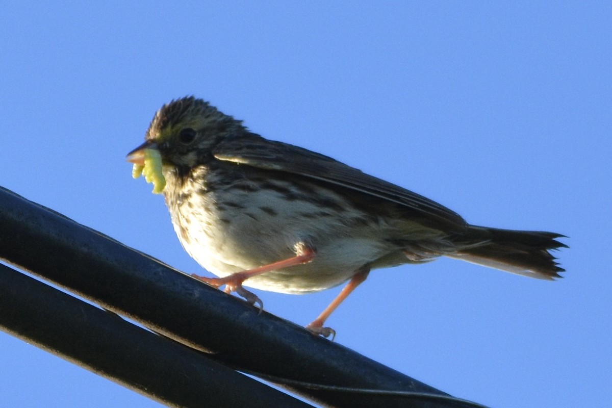 Savannah Sparrow - ML620389209