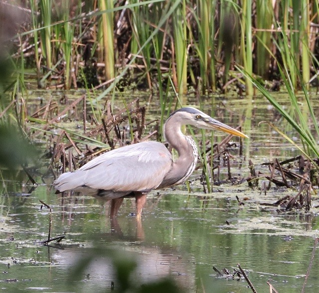 Great Blue Heron - ML620389235