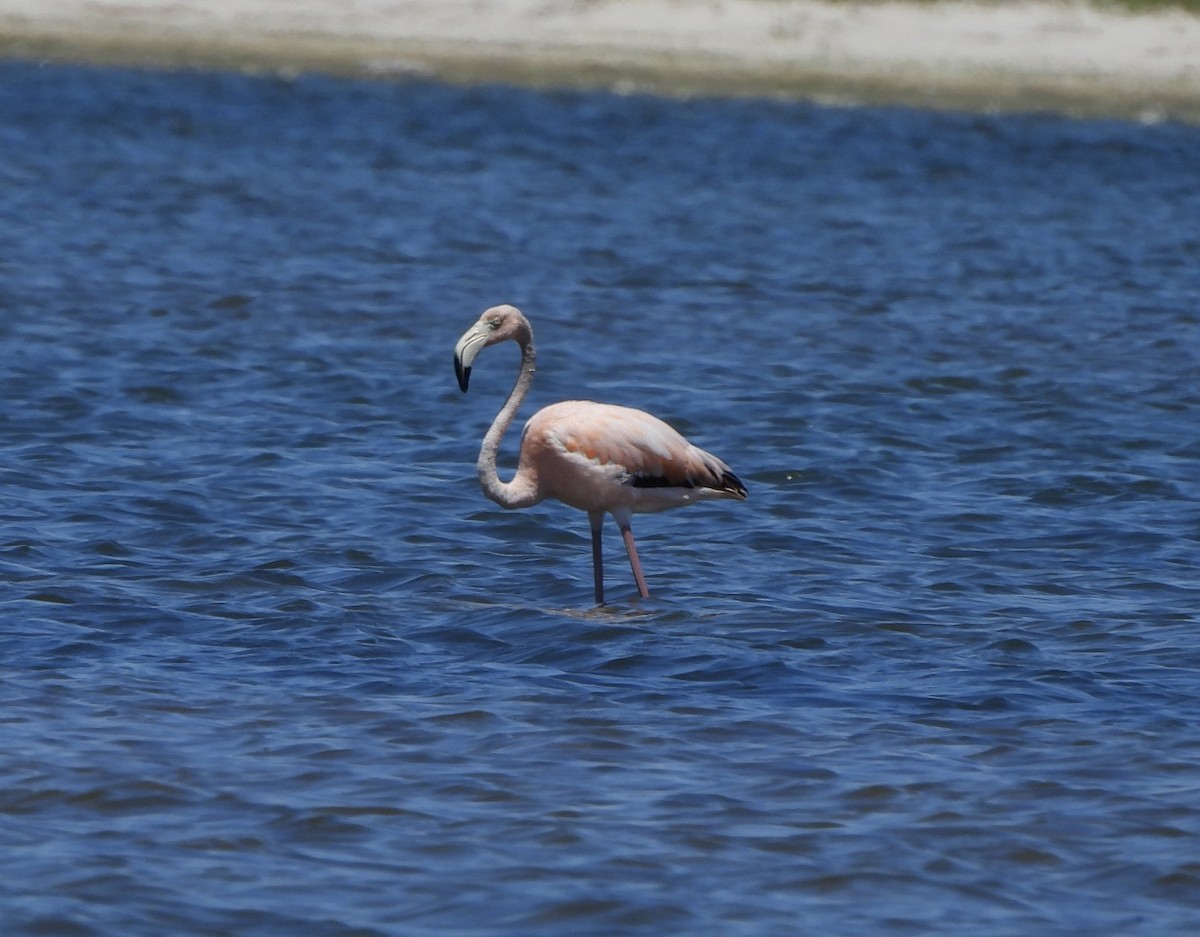 American Flamingo - ML620389241