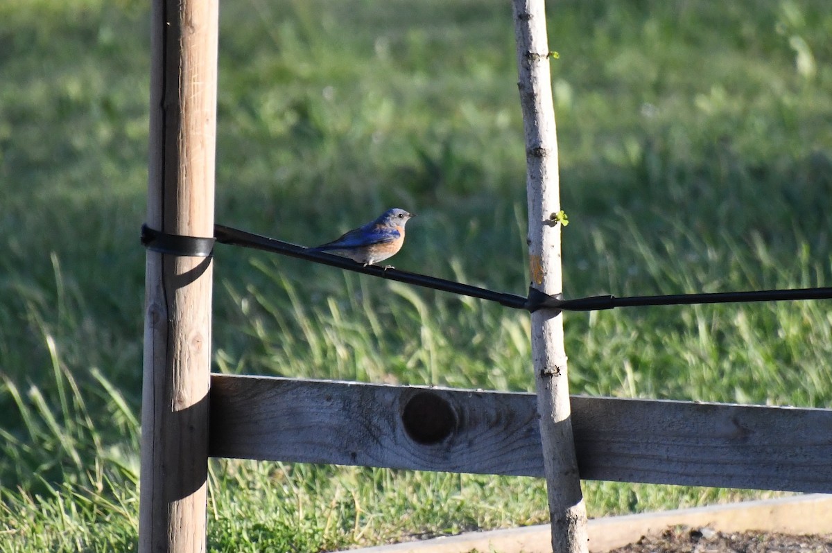 Western Bluebird - ML620389248