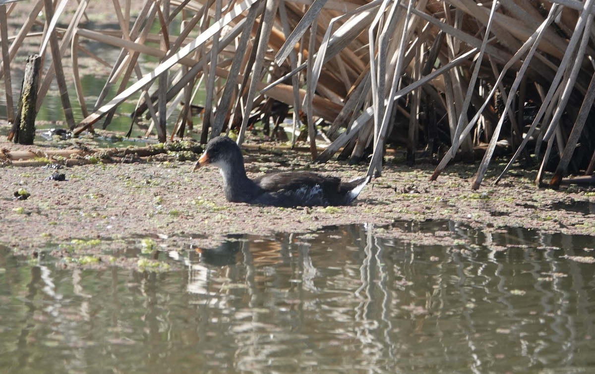 Gallinule d'Amérique - ML620389249