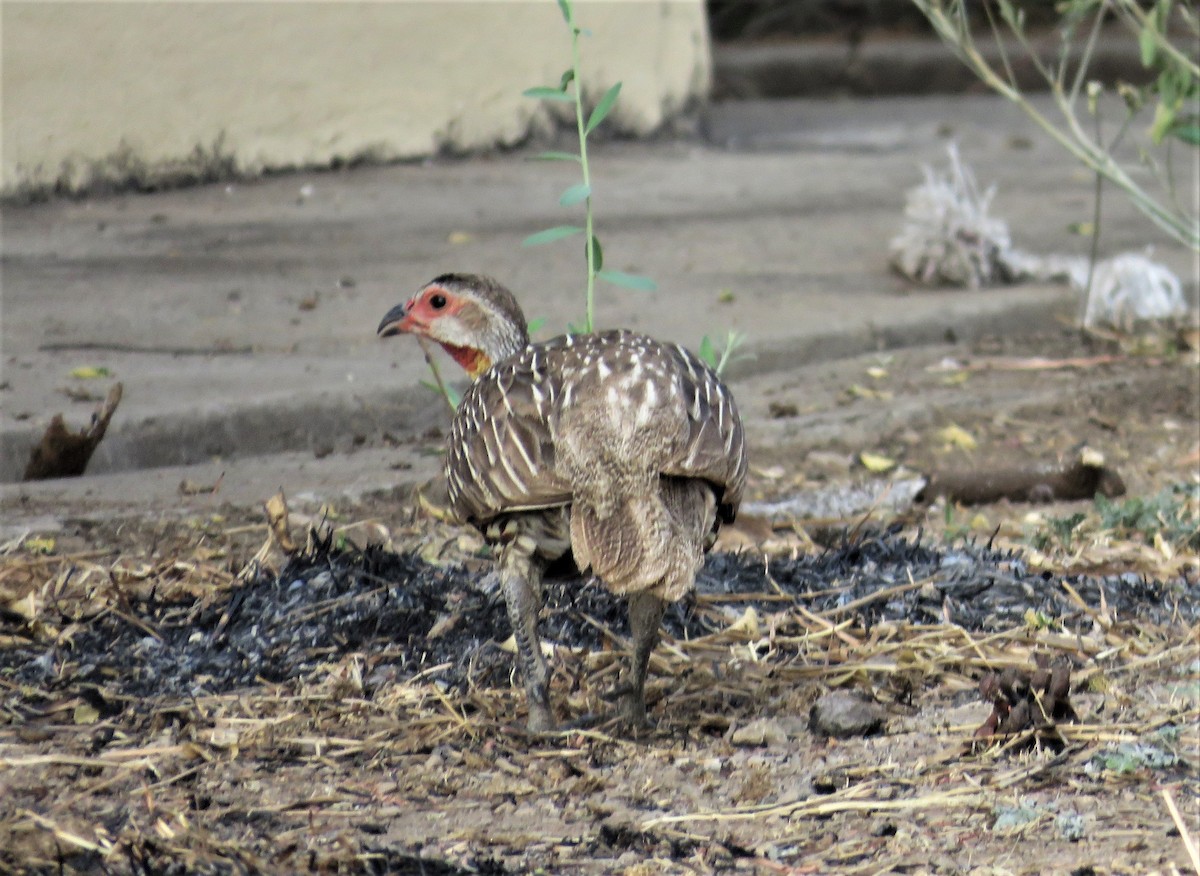 Yellow-necked Spurfowl - ML620389250