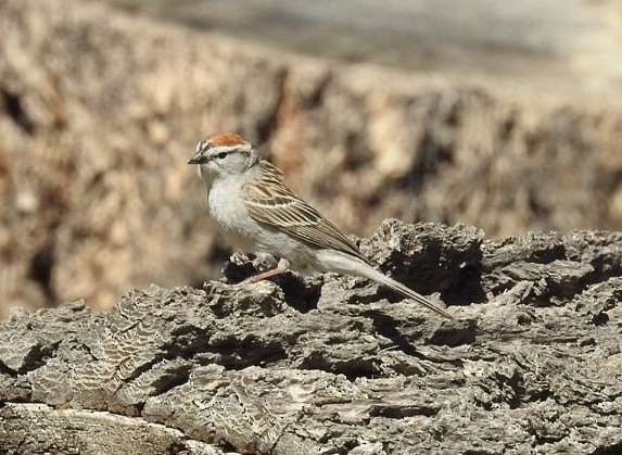 Chipping Sparrow - ML620389257