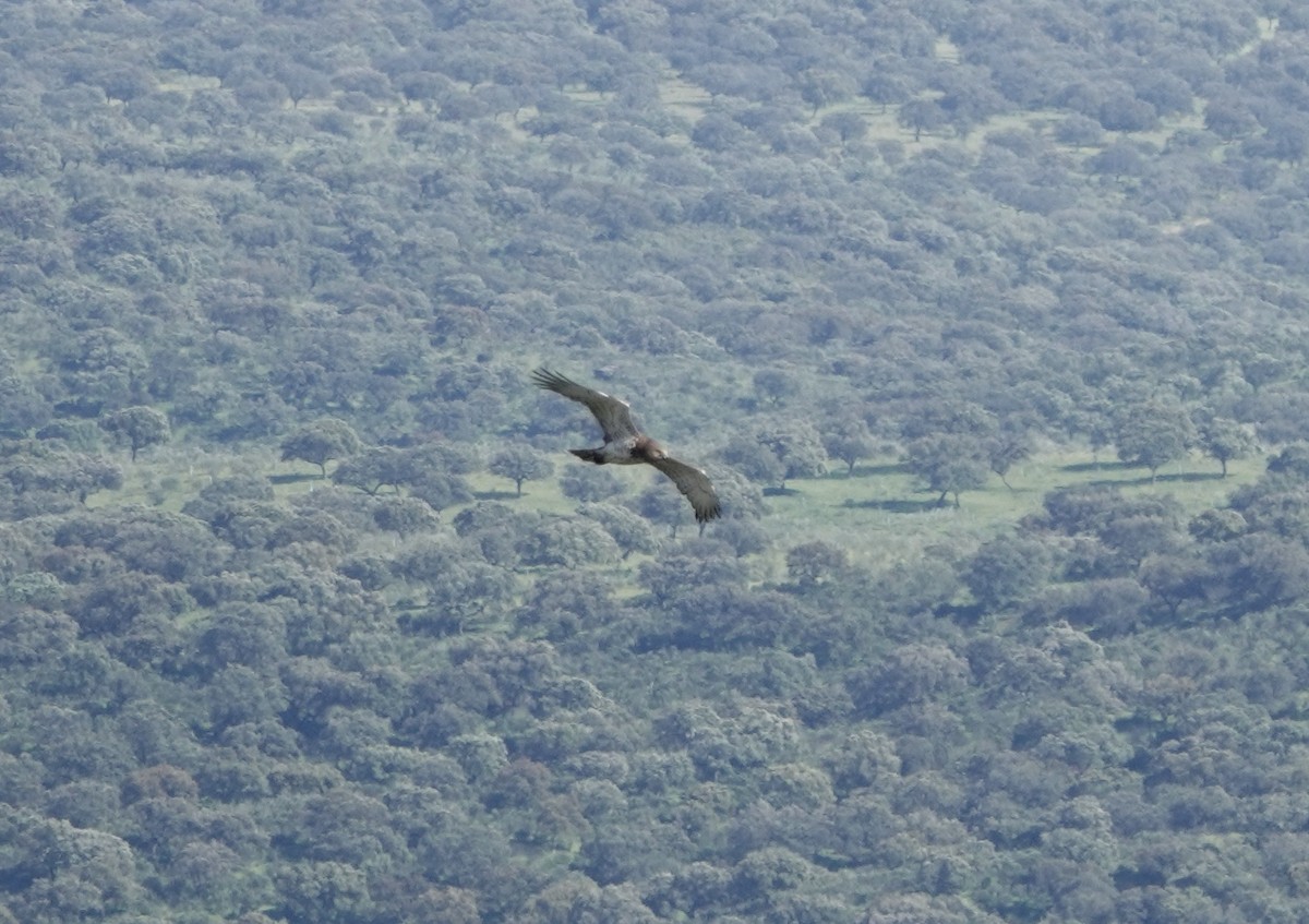 Short-toed Snake-Eagle - ML620389258