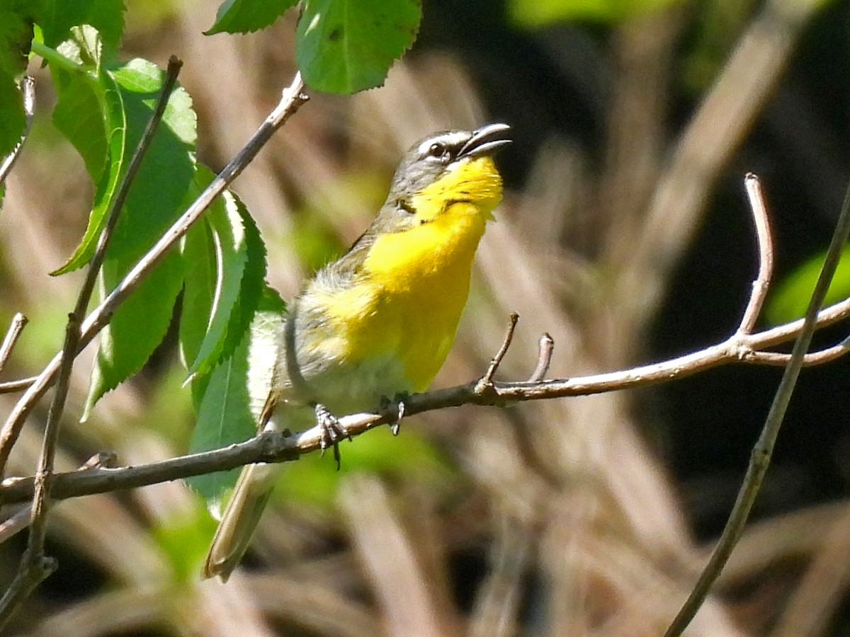 Yellow-breasted Chat - ML620389259