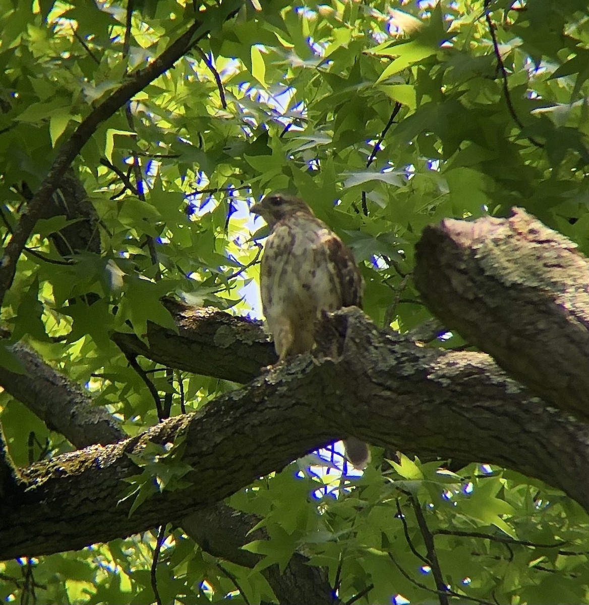 Red-shouldered Hawk (lineatus Group) - ML620389263