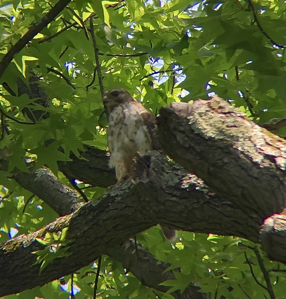Red-shouldered Hawk (lineatus Group) - KZ F