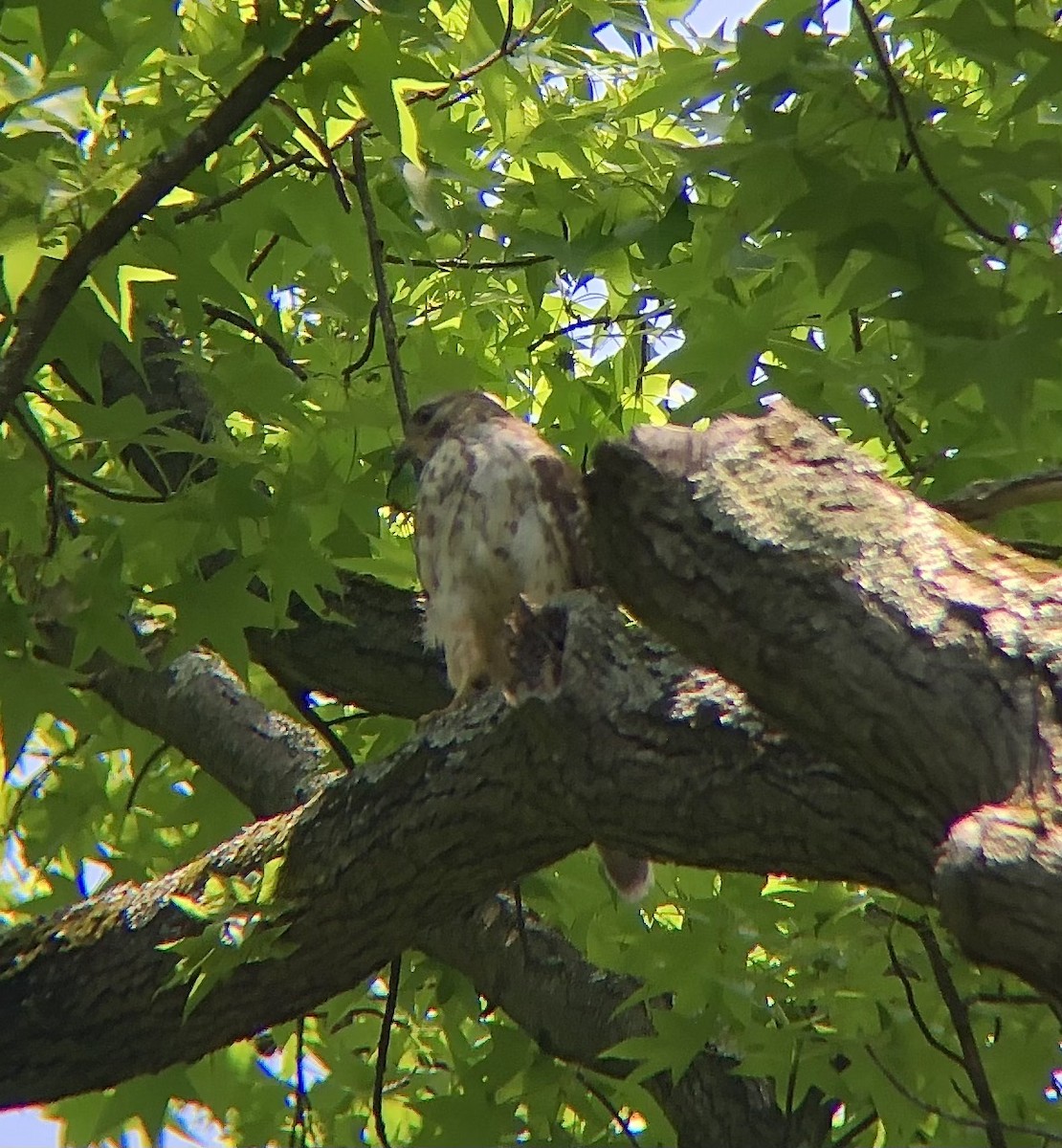 Red-shouldered Hawk (lineatus Group) - ML620389265