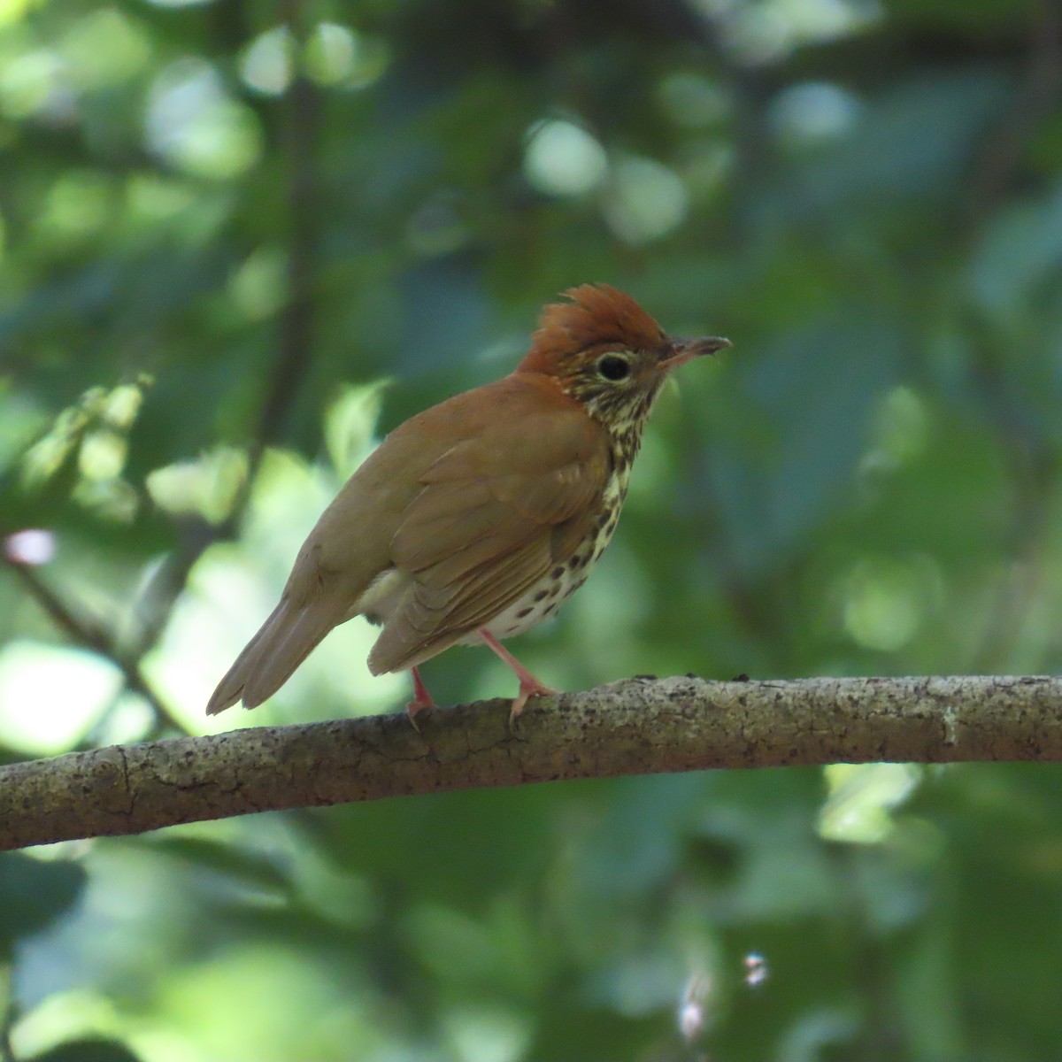 Wood Thrush - ML620389276