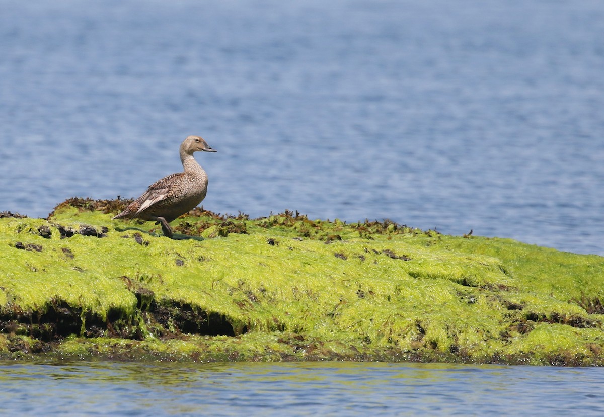 King Eider - ML620389277