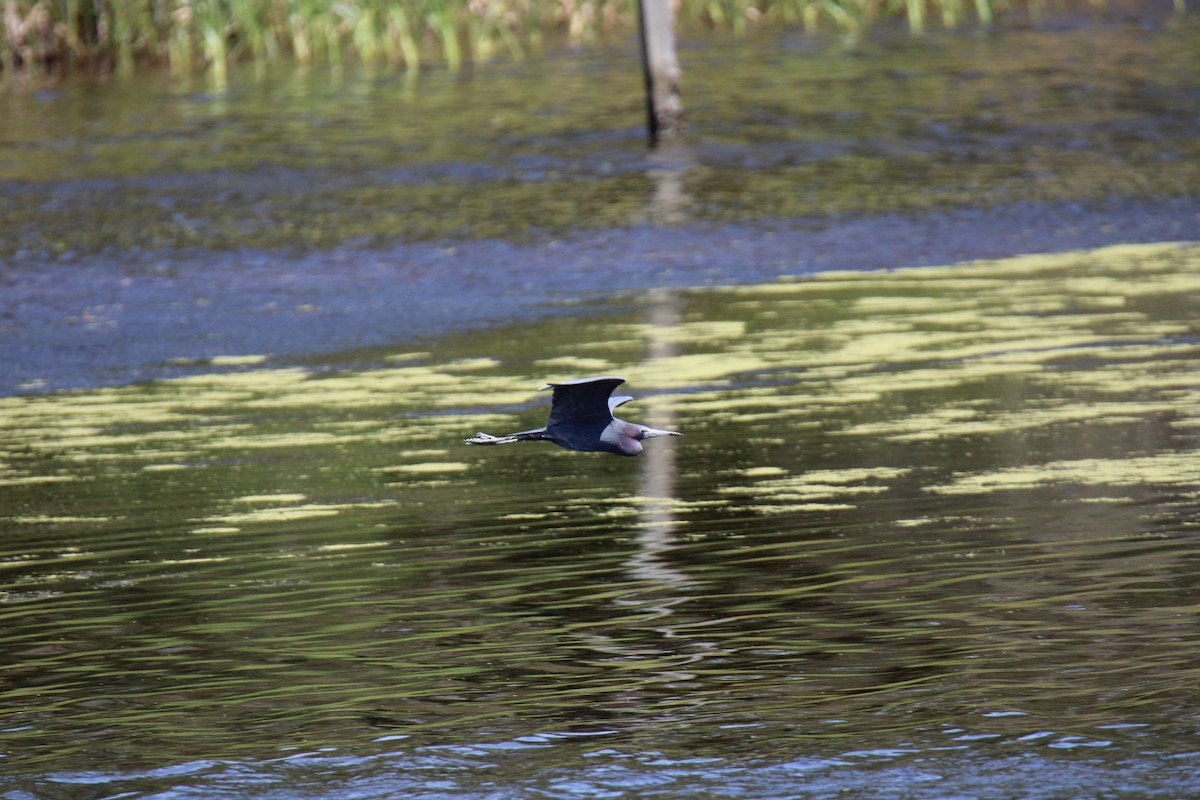 Little Blue Heron - ML620389286