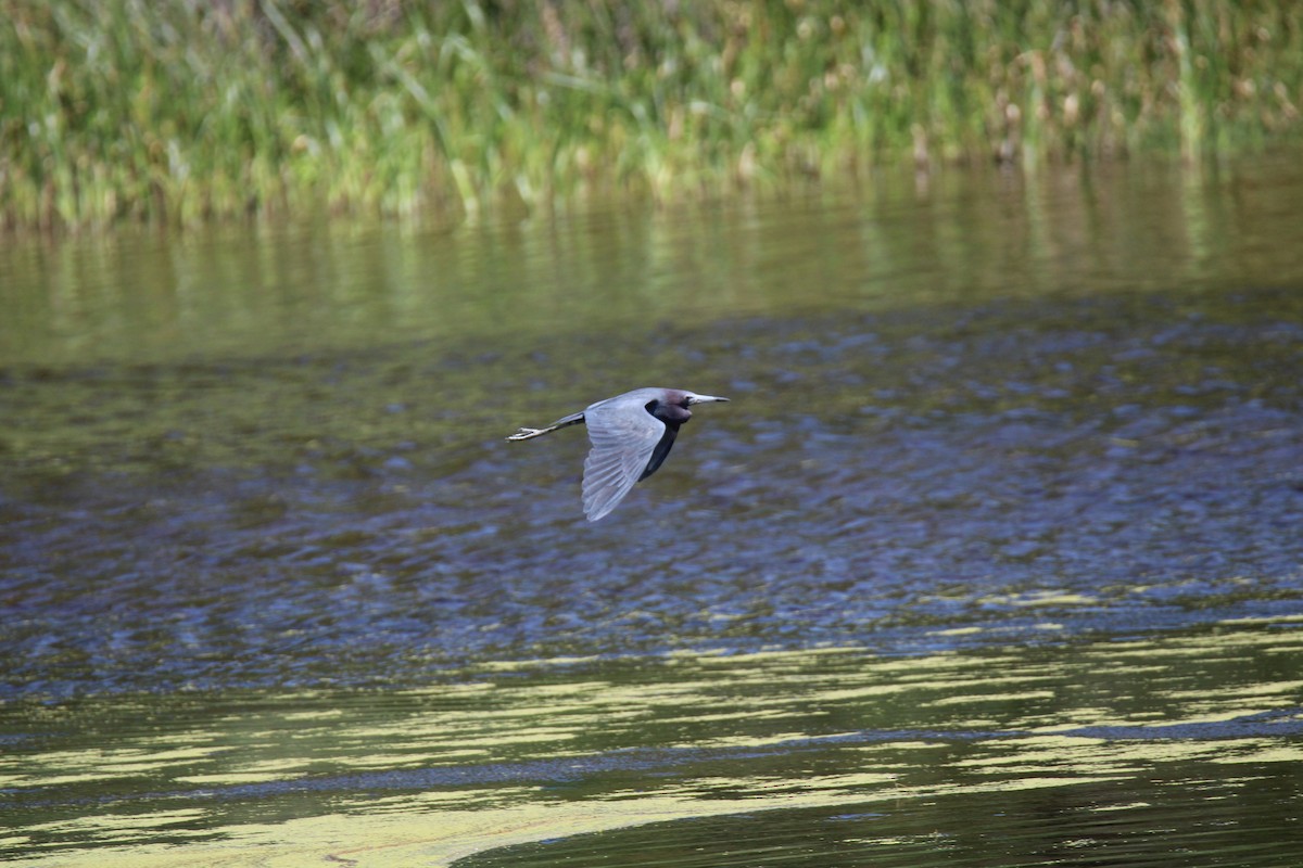 Little Blue Heron - ML620389287