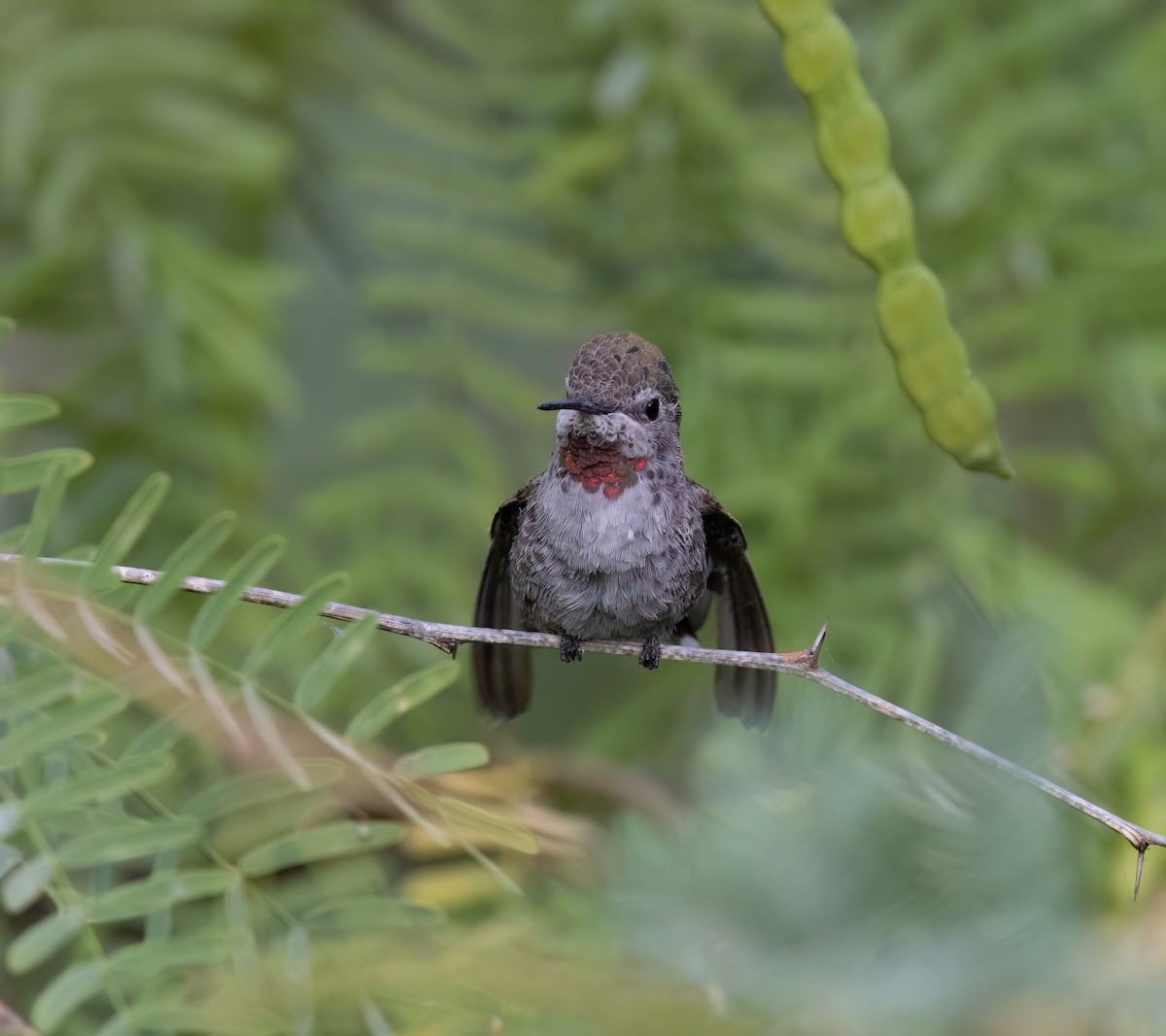 Anna's Hummingbird - ML620389291