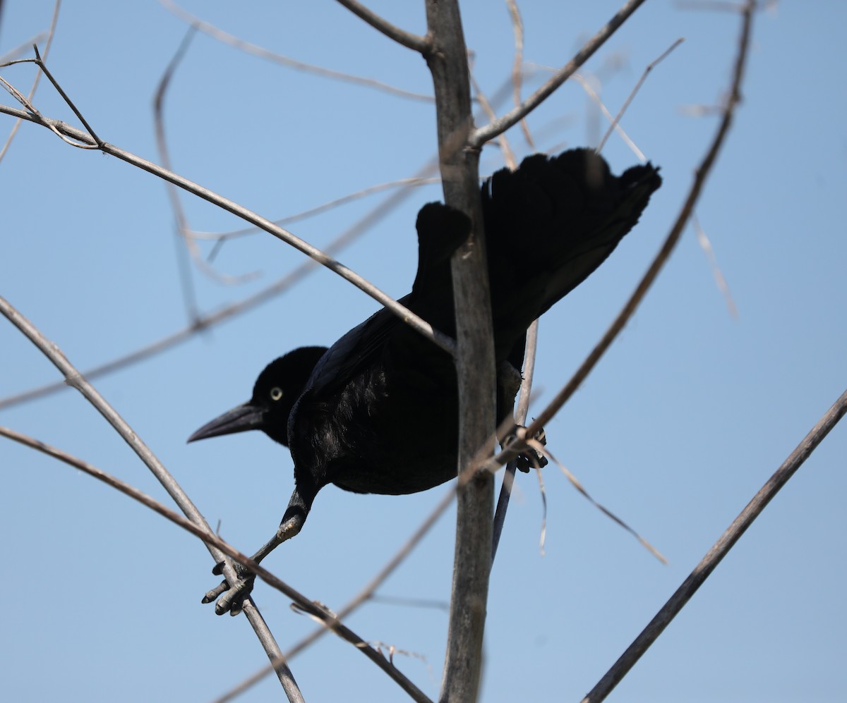 Boat-tailed Grackle - ML620389292