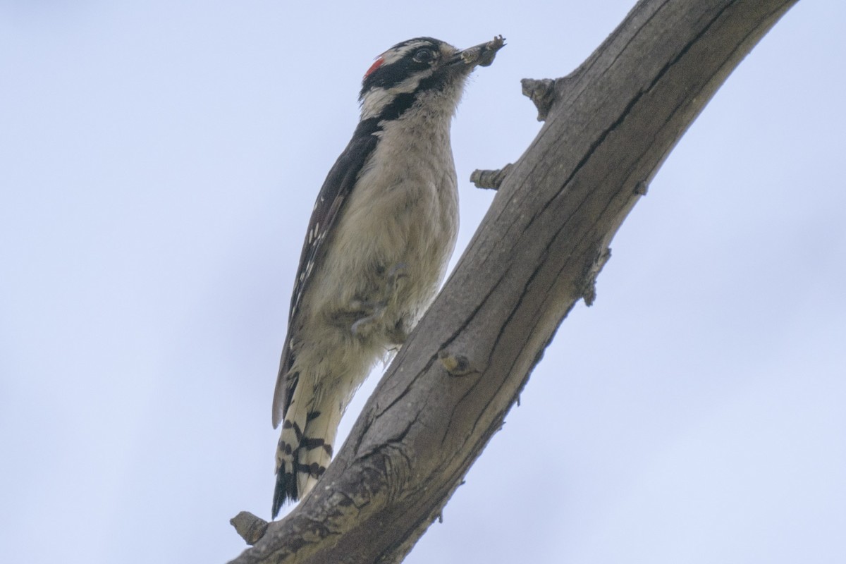 Downy Woodpecker - ML620389305
