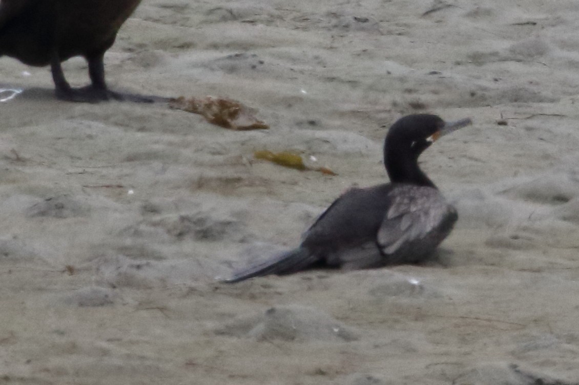 Neotropic Cormorant - Jim Pea