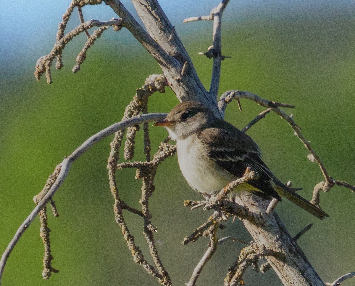 Willow Flycatcher - ML620389321