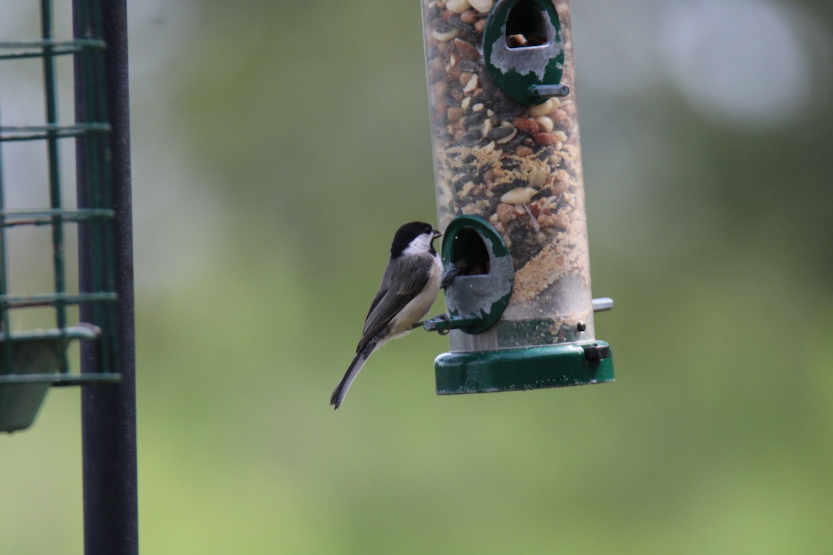 Carolina Chickadee - ML620389323