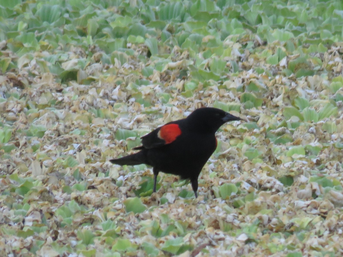 Red-winged Blackbird - ML620389324