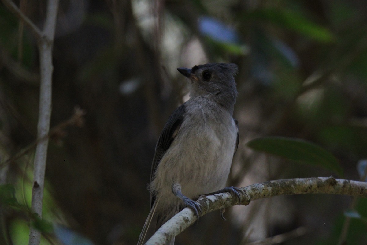 Tufted Titmouse - ML620389333