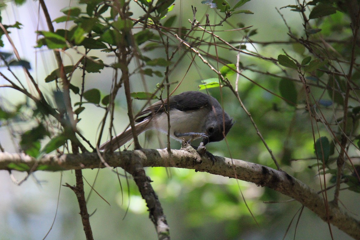 Tufted Titmouse - ML620389334