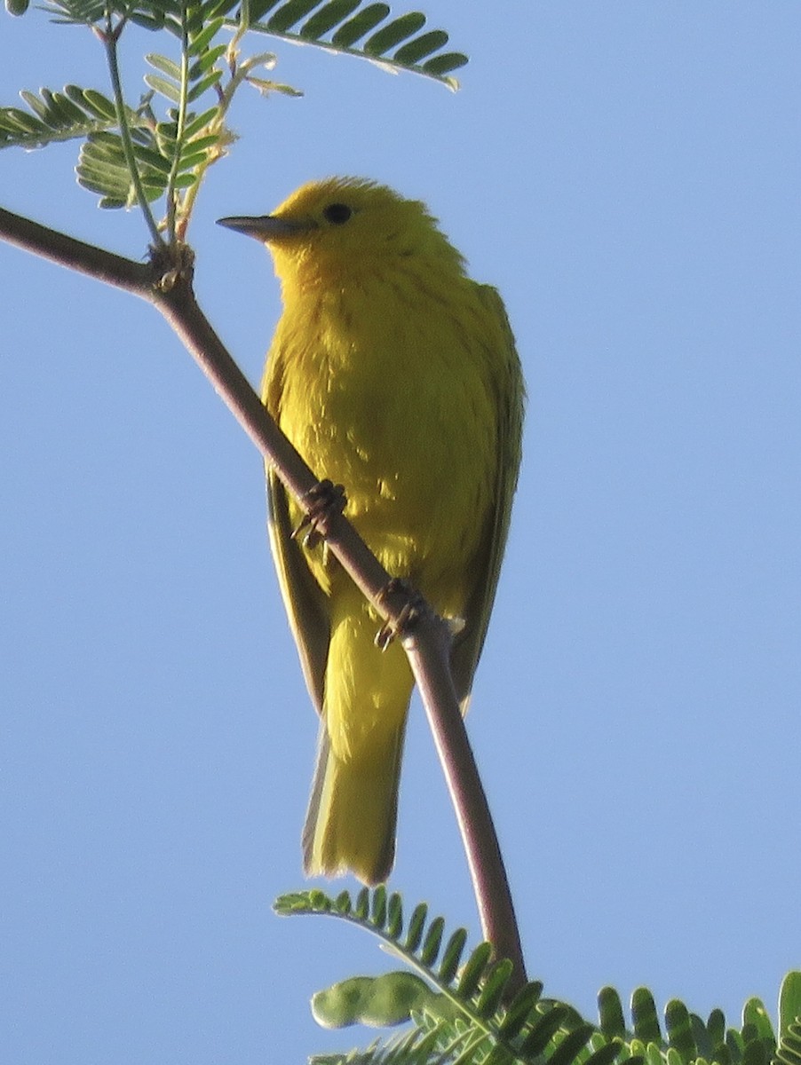Yellow Warbler - ML620389347