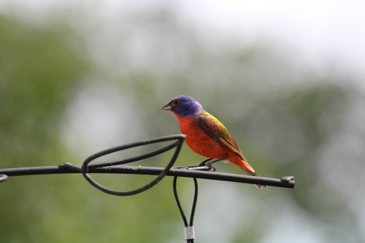 Painted Bunting - ML620389349