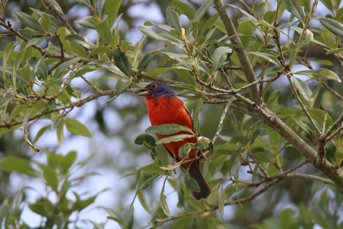 Painted Bunting - ML620389350