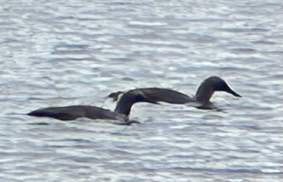 Red-throated Loon - ML620389352