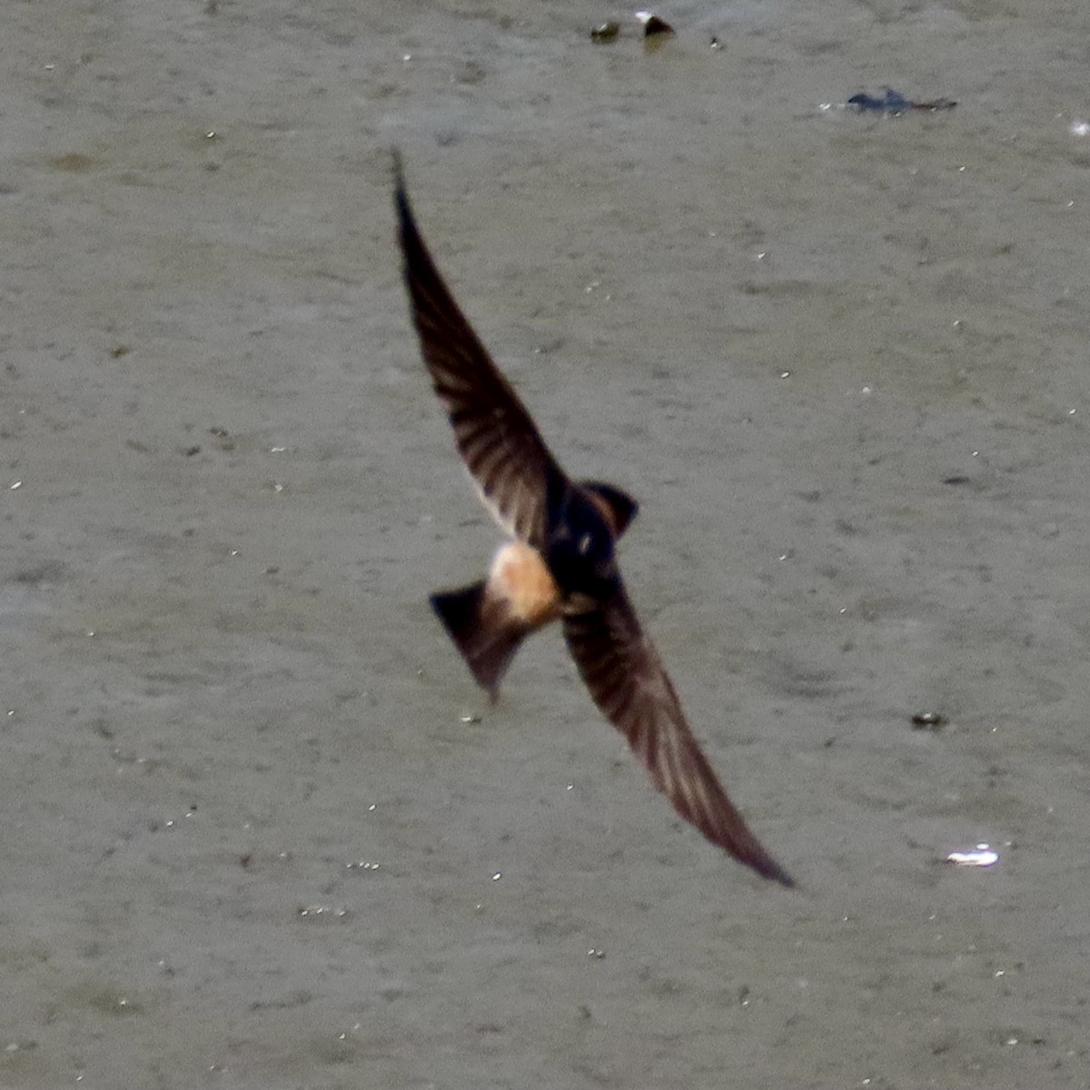 Cliff Swallow - ML620389354