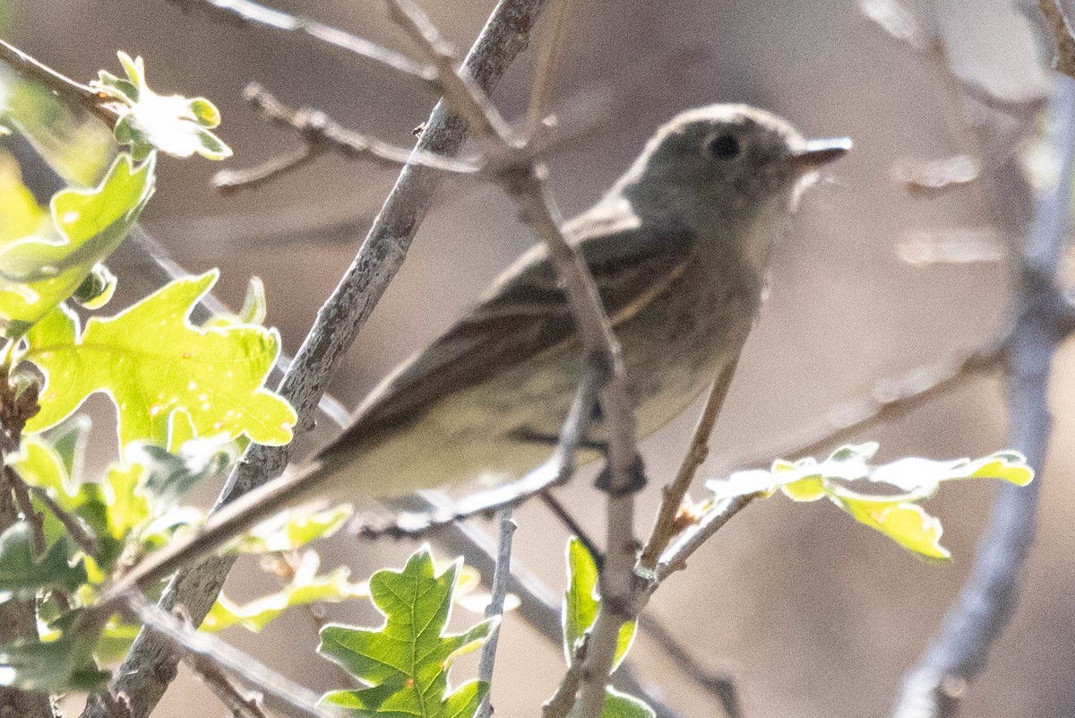 Mosquero Oscuro - ML620389362