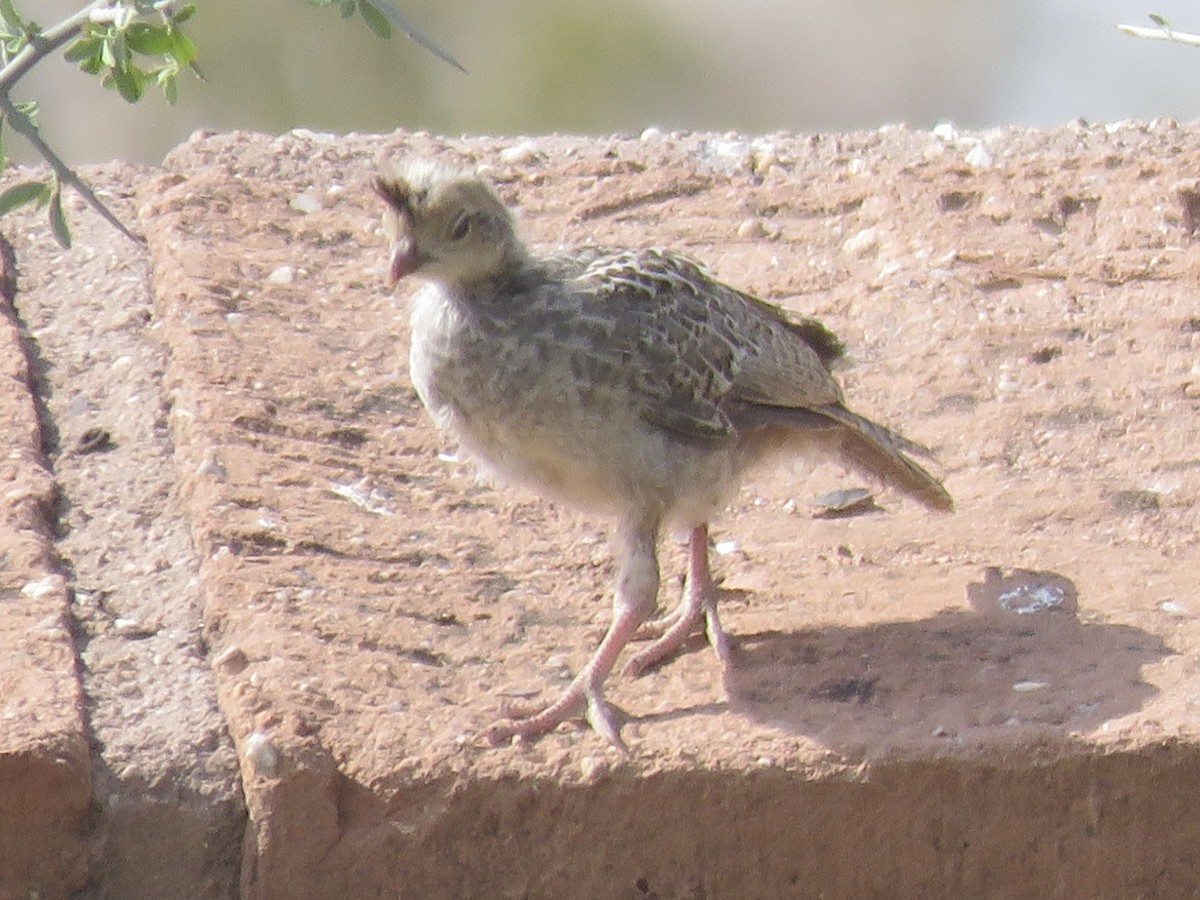 Gambel's Quail - ML620389377