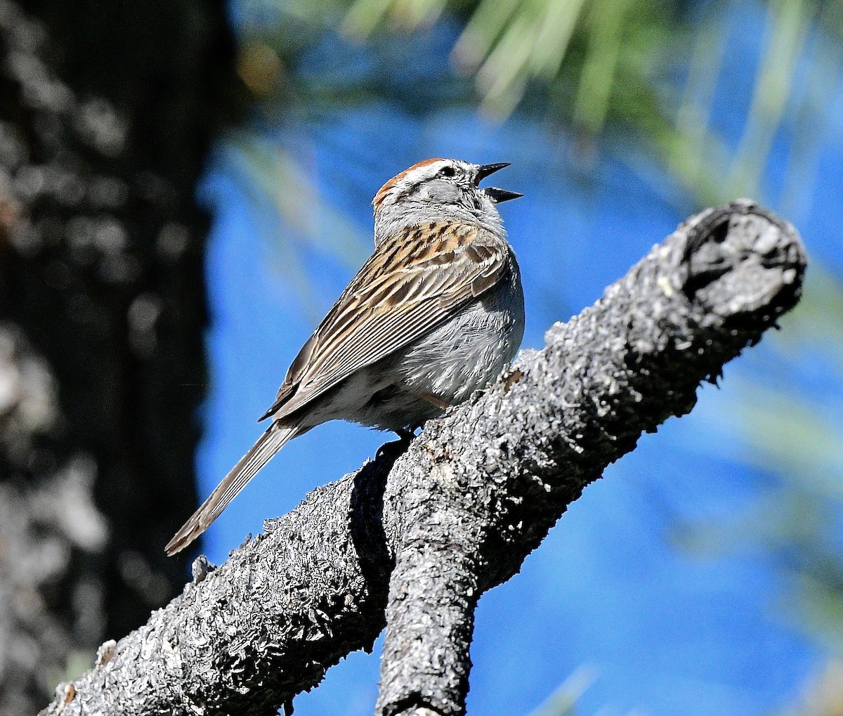 Chipping Sparrow - ML620389378