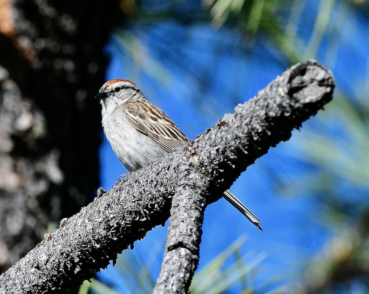 Chipping Sparrow - ML620389379