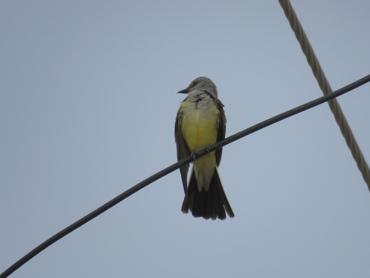 Western Kingbird - ML620389393