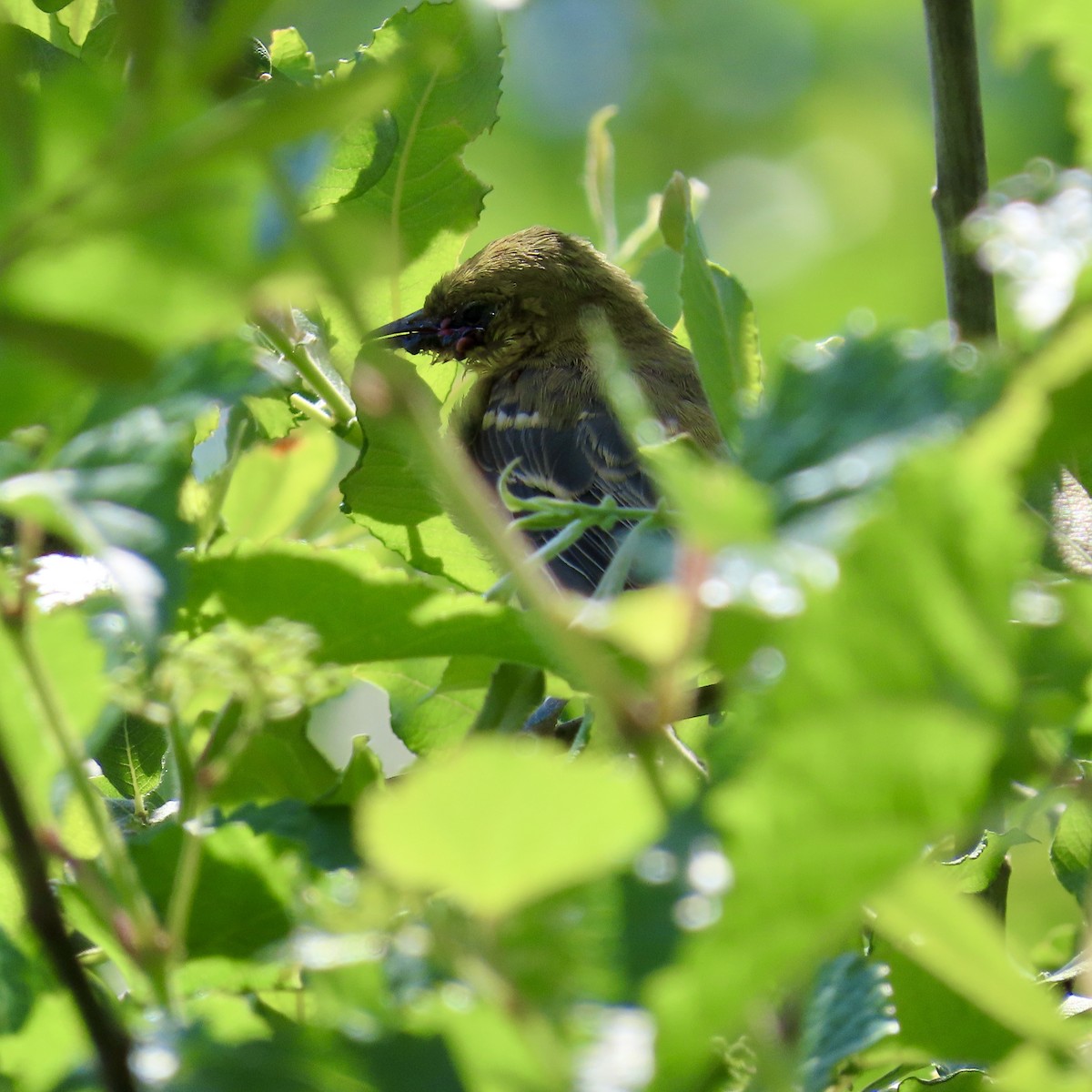 Orchard Oriole - ML620389403