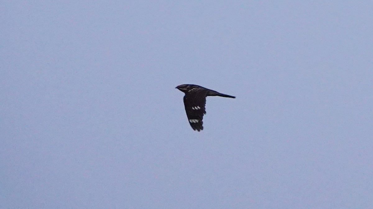 Eurasian Nightjar - ML620389404