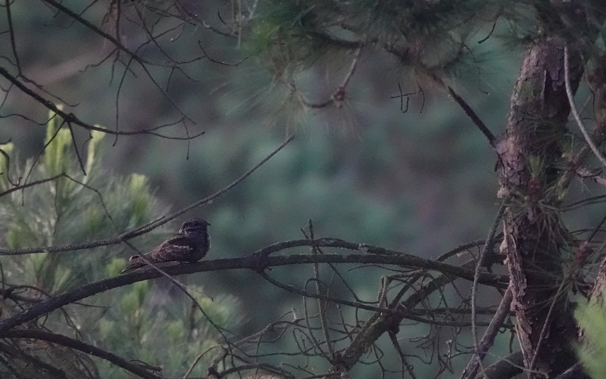 Eurasian Nightjar - Luís Lourenço